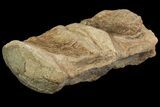 Mosasaur (Tylosaurus) Vertebra - Kansas #69406-2